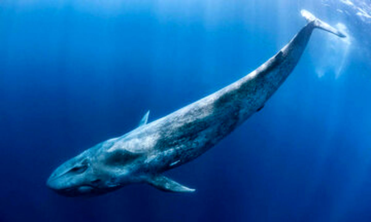 عاشقان حیات وحش بخوانند؛ نهنگ‌ها چطور از سرطان پیشگیری می‌کنند؟