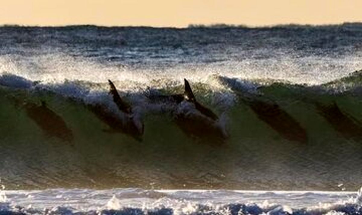 عکس | قابی تکرارنشدنی از موج‌سواری گروهی دلفین‌ها