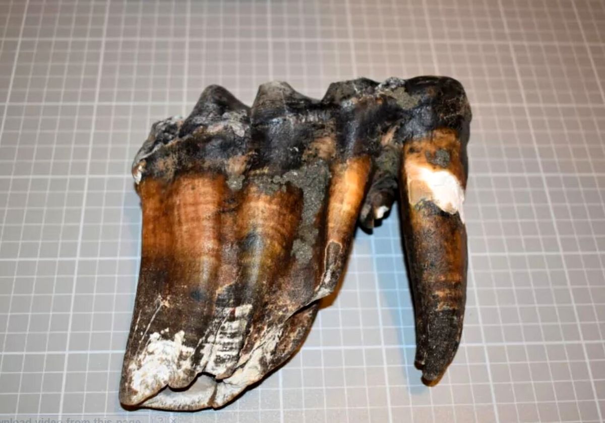 عکس | این دندان‌ها متعلق به چه موجودی است؟
