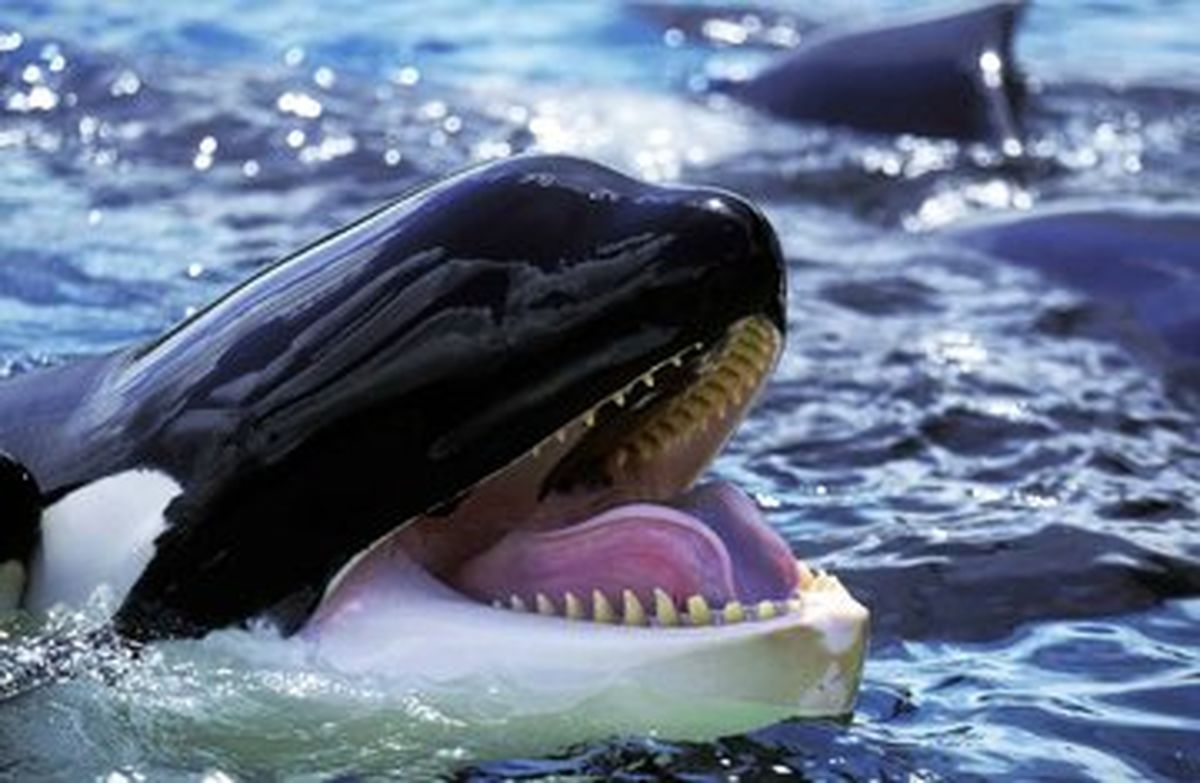 عکس | نزدیک شدن ۲۴ نهنگ‌ قاتل به یک ساحل