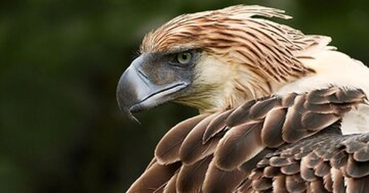 عکس | غول‌پیکرترین عقاب جهان که شکارش ۱۲ سال حبس دارد!