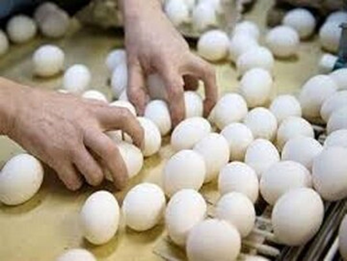 کاهش چشمگیر قیمت تخم مرغ در بازار  قیمت در مغازه ۹۰ هزار تومان و قیمت وانتی ها ۶۰ هزار تومان