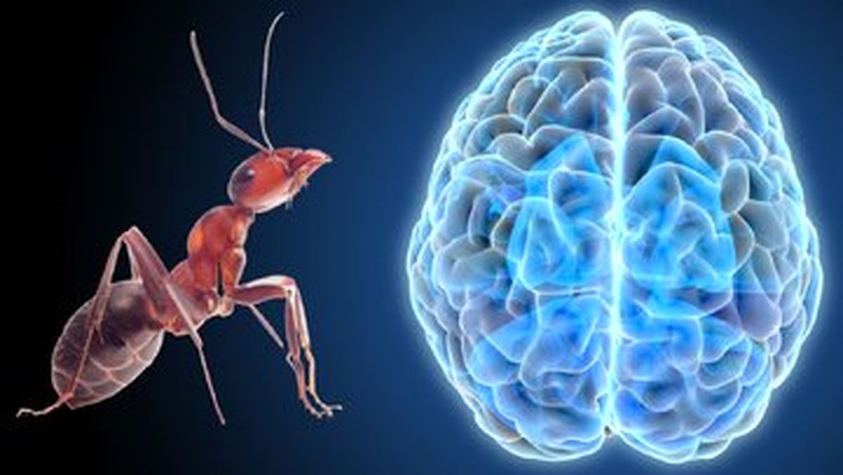 عکس | دکمه وحشت در مغز مورچه‌ها پیدا شد