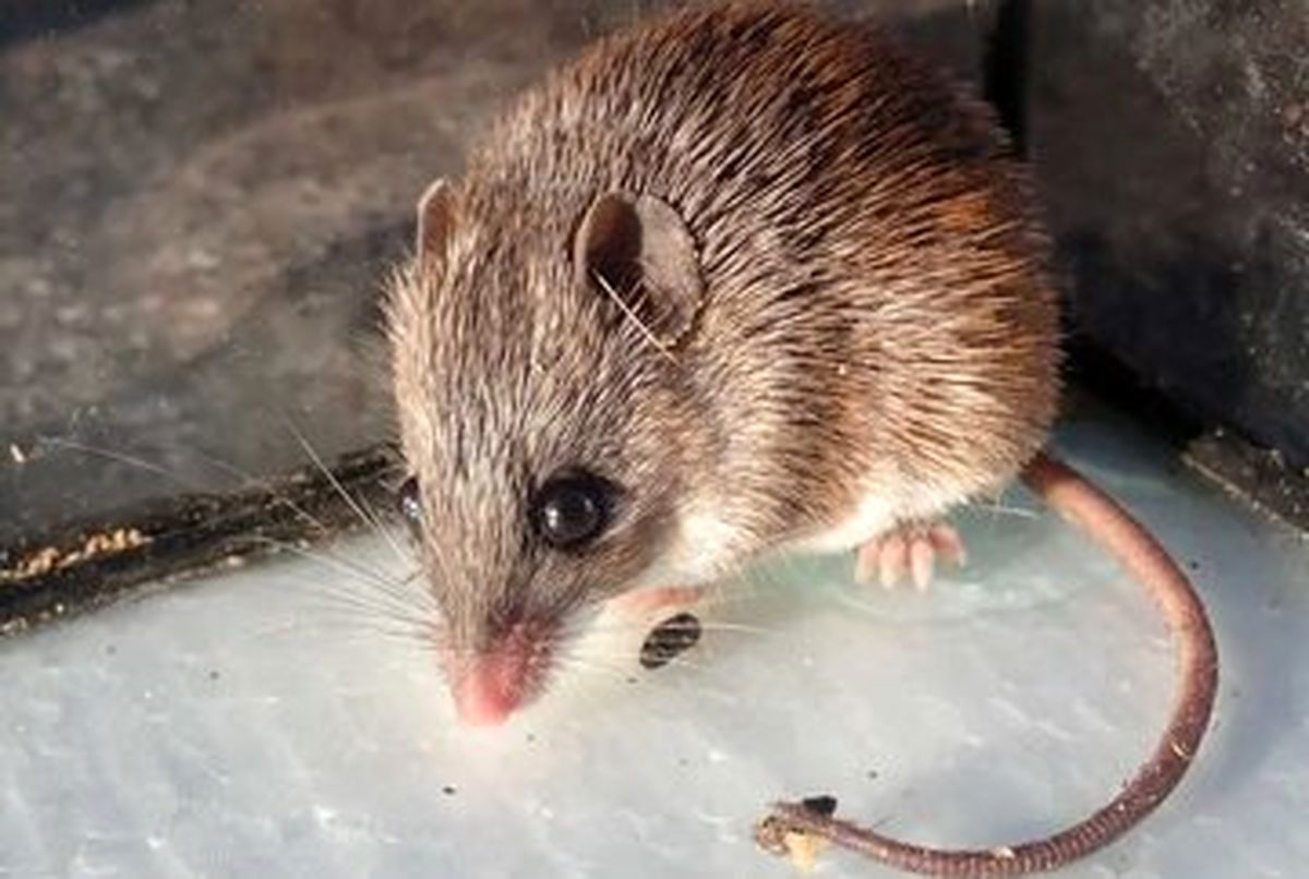 عکس | کشف زره عجیب زیر پوست موش خاردار آفریقایی!
