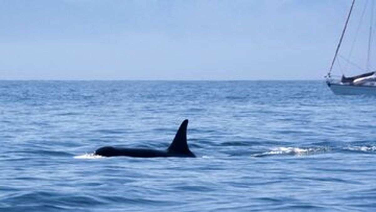 حمله عمدی نهنگ‌های قاتل به قایق‌های کوچک