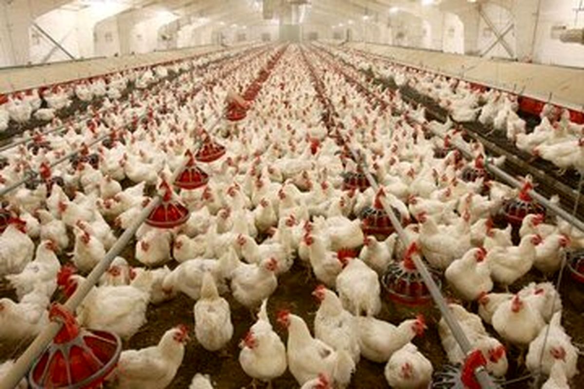 مرغ های چاق آنتی بیوتیکی هستند؟