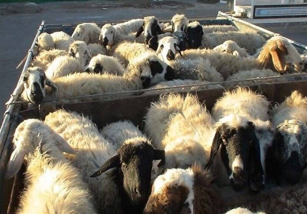 یکی از دلایل گرانی گوشت مشخص شد | قاچاق گوسفند به عمان