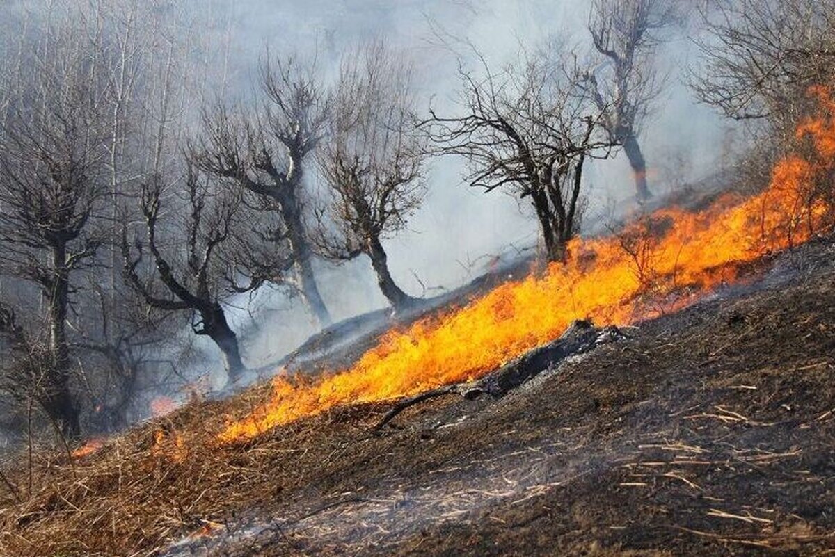 ویدیو | تصاویر هولناک از آتش سوزی جنگل‌های مریوان