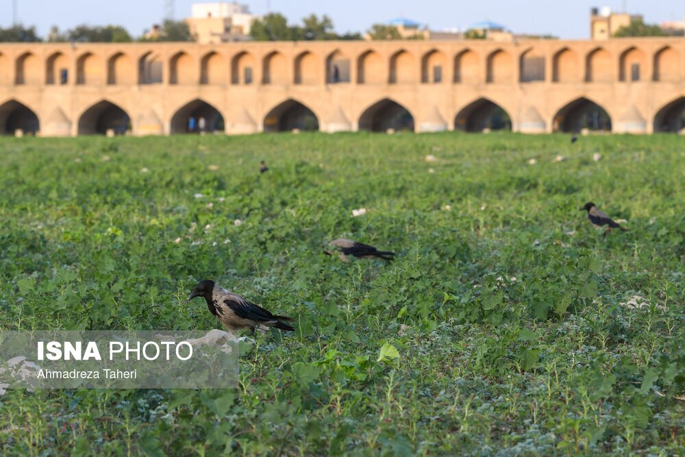 عکس | غم‌انگیز‌ترین تصویر امروز ایران