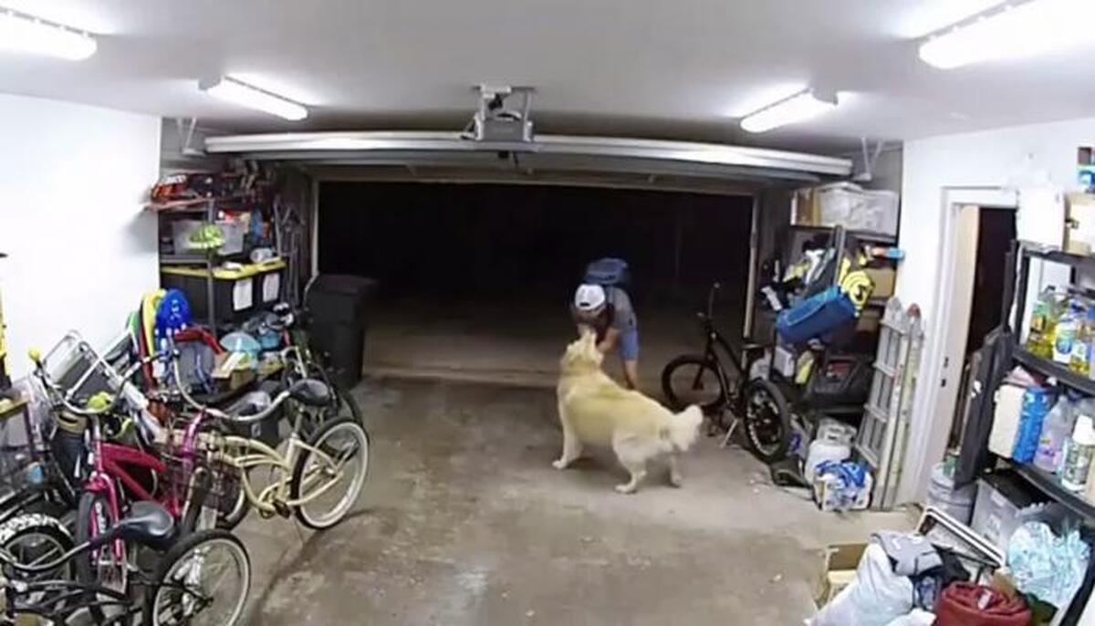ویدیو | تصاویری بامزه از دزدی که با سگ خانواده دوست شد