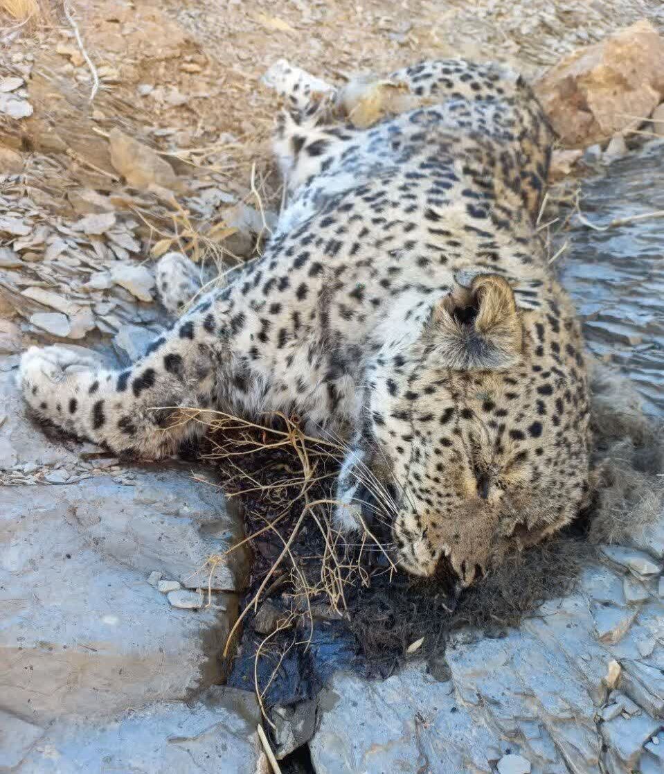 تصویر دردناک از لاشه یک قلاده پلنگ جوان در جاجرم تصویر دردناک از لاشه یک قلاده پلنگ جوان در جاجرم