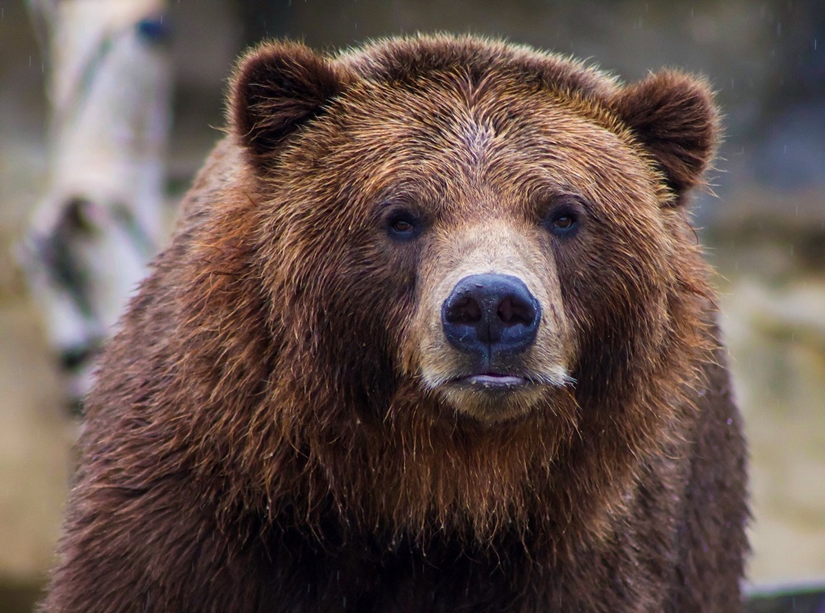 ویدیو | گشت و گذار یک خرس در جنگل‌های گیلان