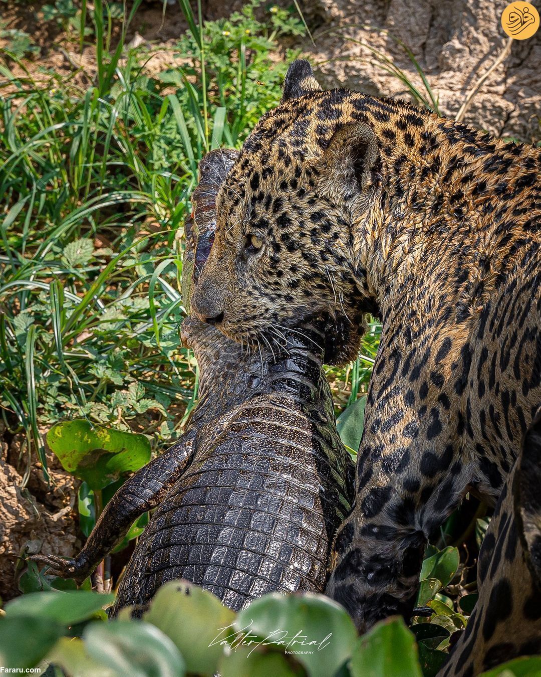 عکس | تمساحی که شکار یک جگوار جسور شد