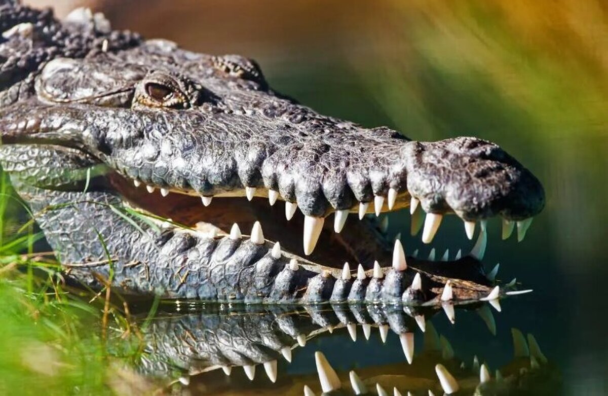 اعلام هشدار | خطر تمساح‌ها در پی طغیان رودخانه‌ها