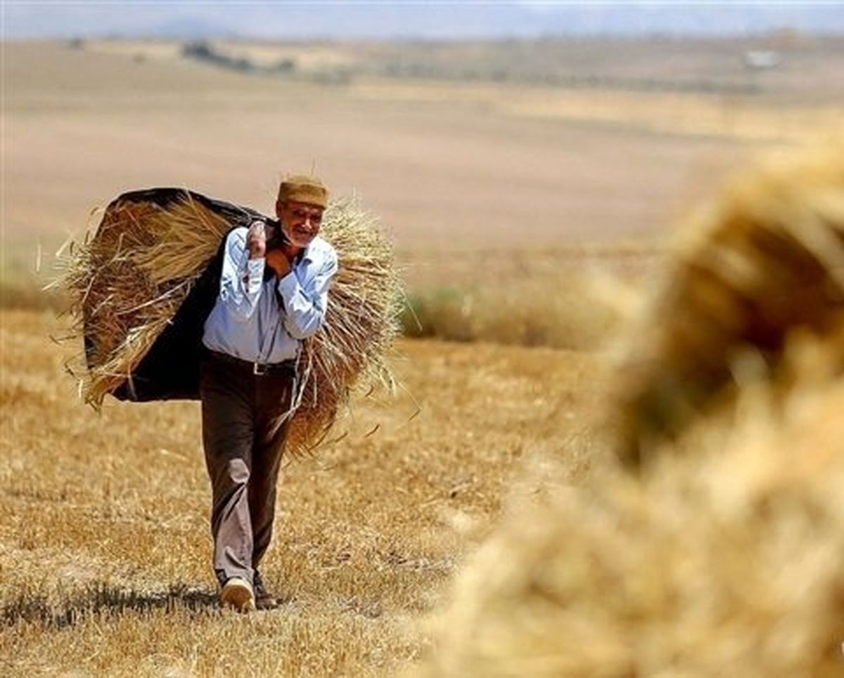 پرداخت دستمزد گندمکاران تا چند روز آینده