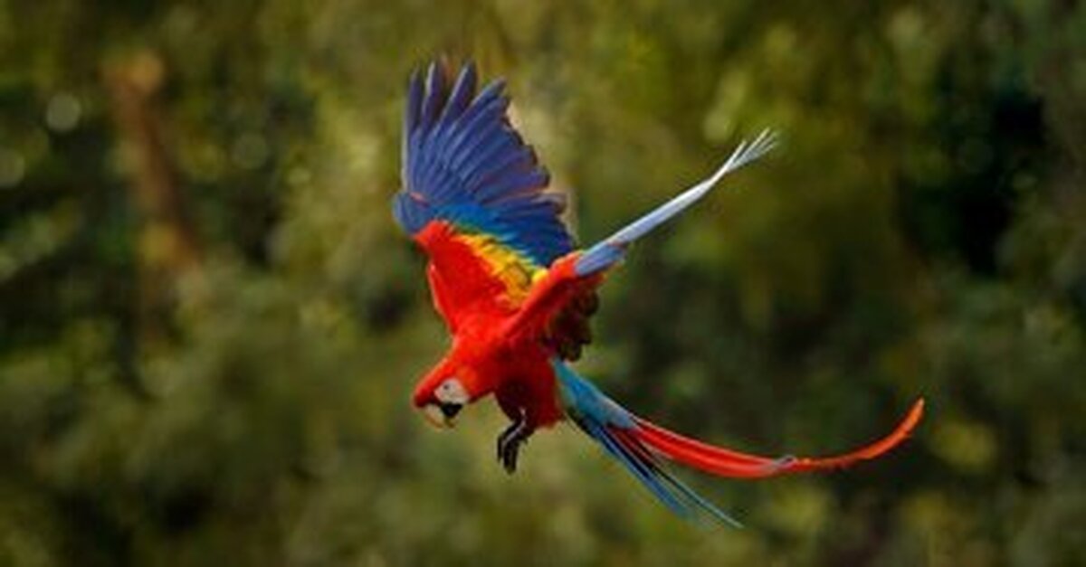 عکس | ماکائو؛ زیباترین جانداری که در دنیا رتبه نخست را به دست آورد