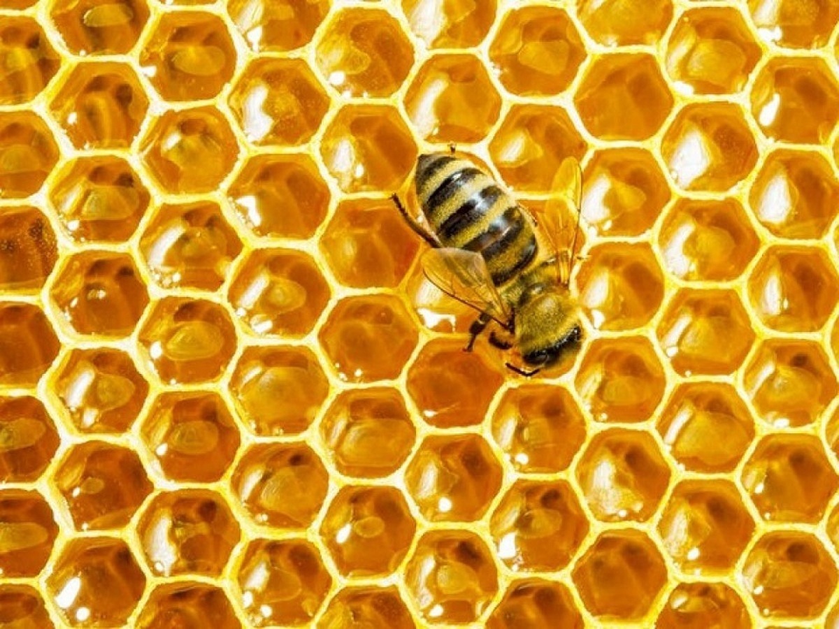 ویدیو | کشف کندو عسل بزرگ زیر صندلی یک خودرو