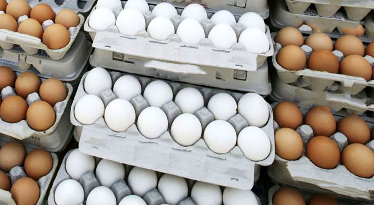 تخم مرغ از مرغ گران‌تر شد!