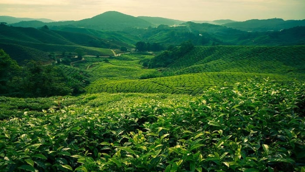 ویدیو | مزرعه چای روستای لولمان گیلان