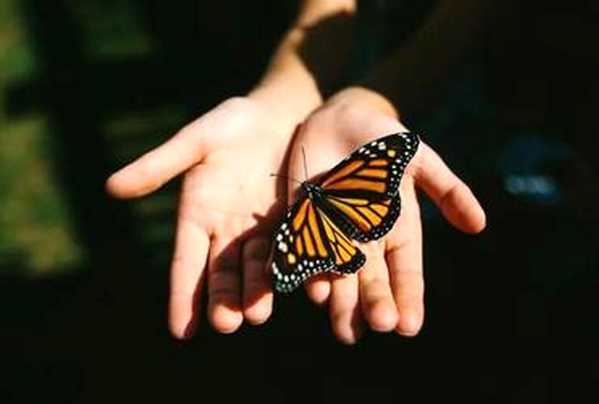 ویدیو | ویدیویی شگفت‌انگیز از مراحل تولد یک پروانه
