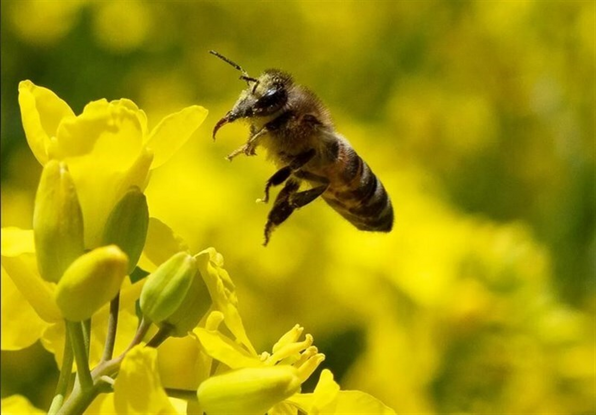 زنبور عسل لیگ اروپا را مختل کرد!