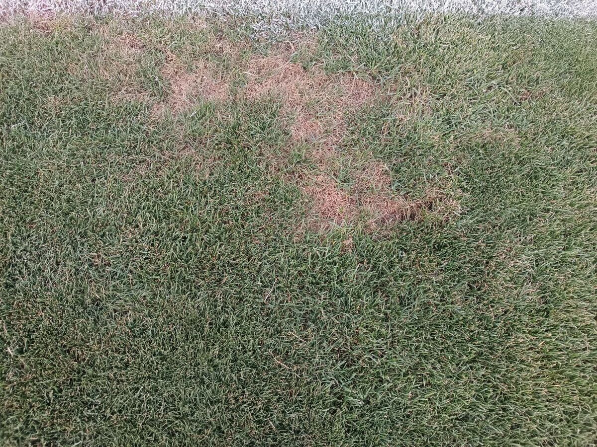 عکس | وضعیت بسیار بد بهترین ورزشگاه ایران سوژه شد