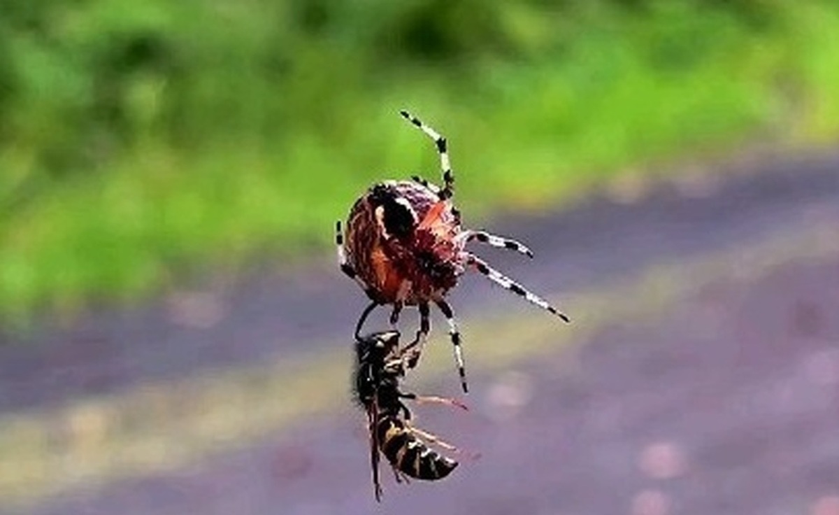 تصاویر حیرت‌انگیز از جنگ زنبور و عنکبوت + فیلم