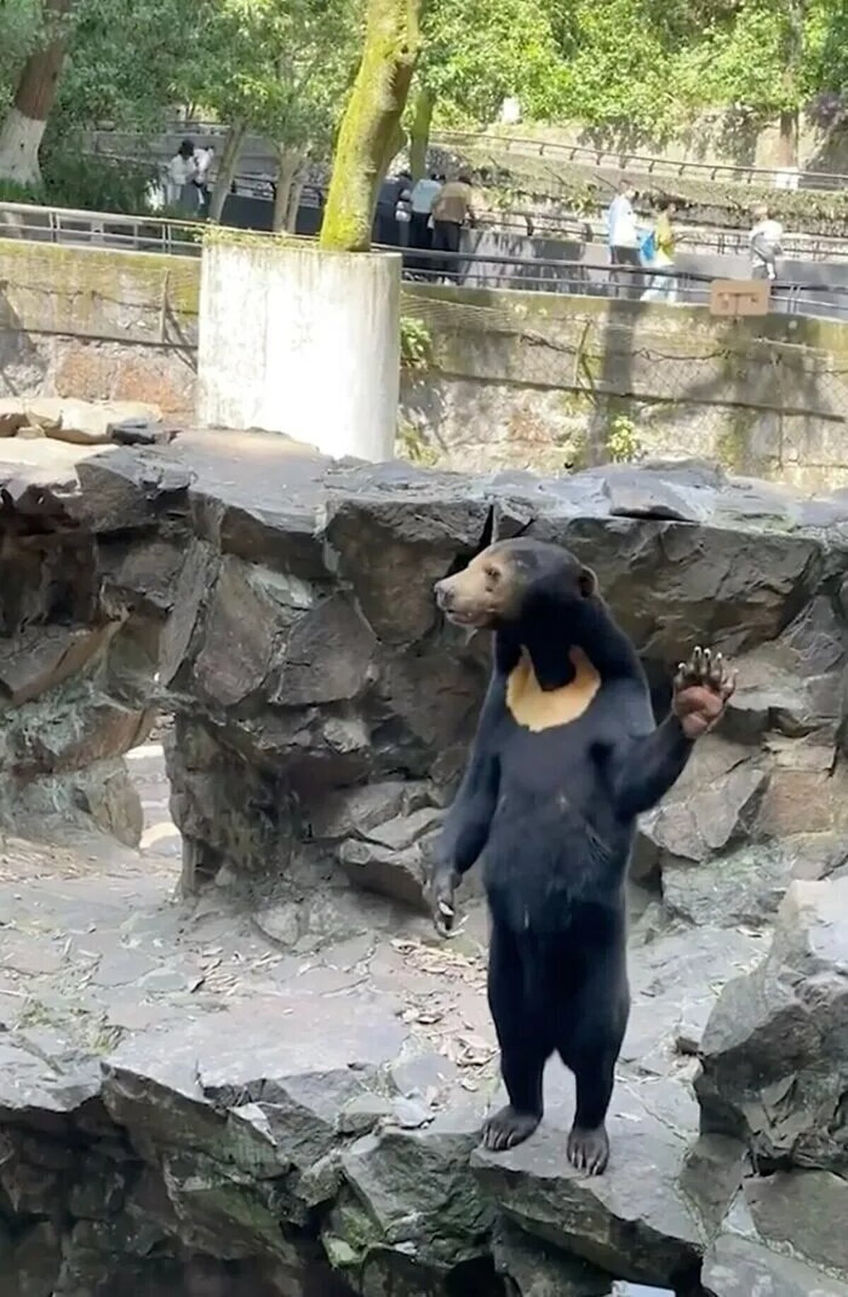 رفتار عجیب خرس‌های انسان نما در باغ وحش!