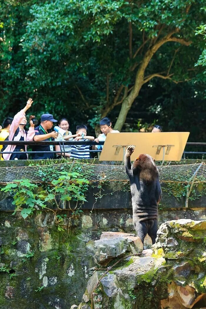 رفتار عجیب خرس‌های انسان نما در باغ وحش!