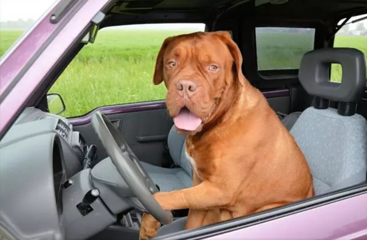 جریمه سگ راننده در اسوواکی | دوربین‌ها پلاک خودرویی را ثبت کردند که راننده‌اش یک سگ بود