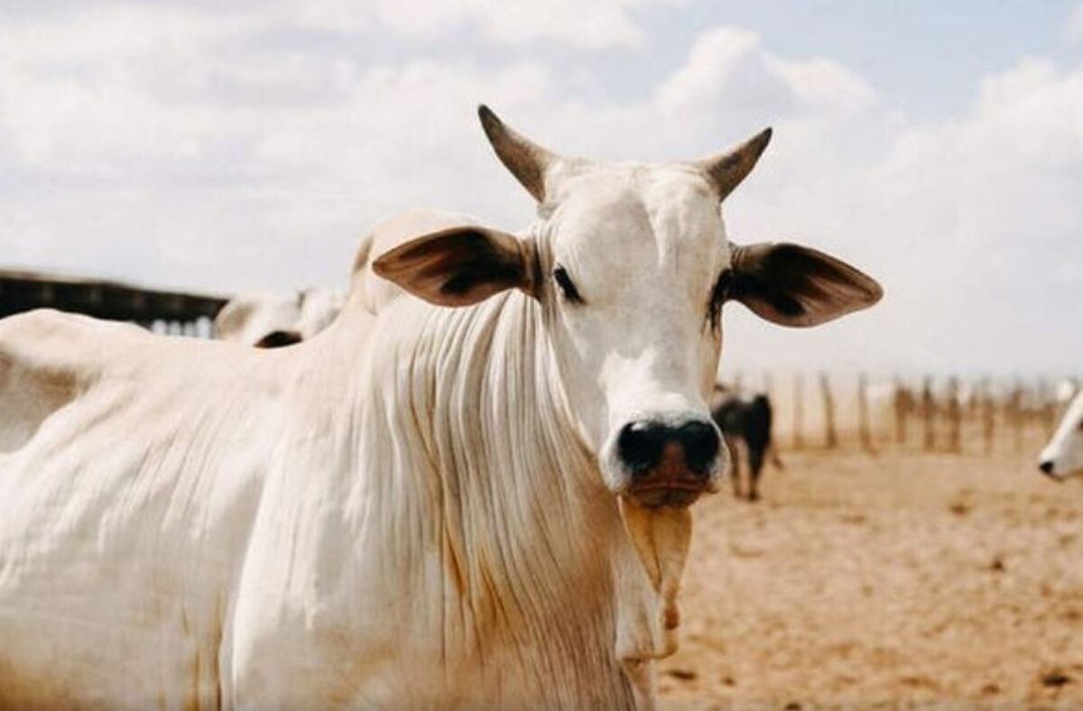 ویدیو | نجات‌دادن یک گاو از خطر انفجار دراثر گاز شکم