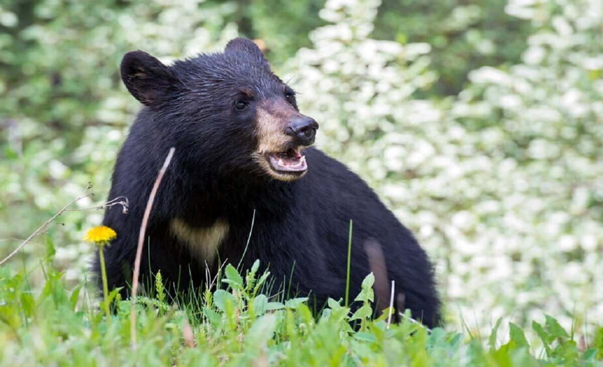 حمله خرس سیاه به یک مرد در بندرعباس