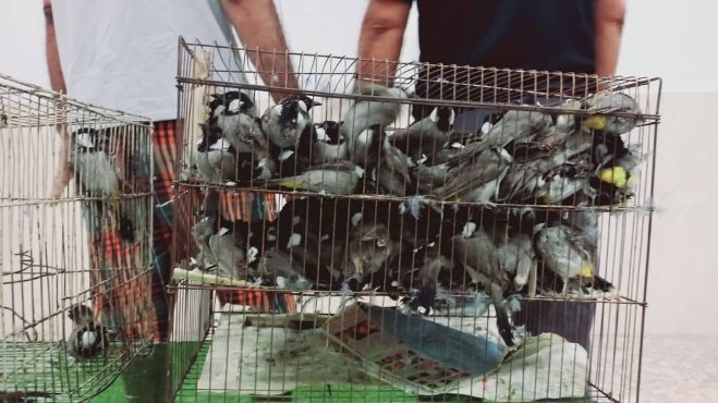 ماجرای عجیب بازداشت ۲ مرد با ۱۰۰ پرنده سخنگو