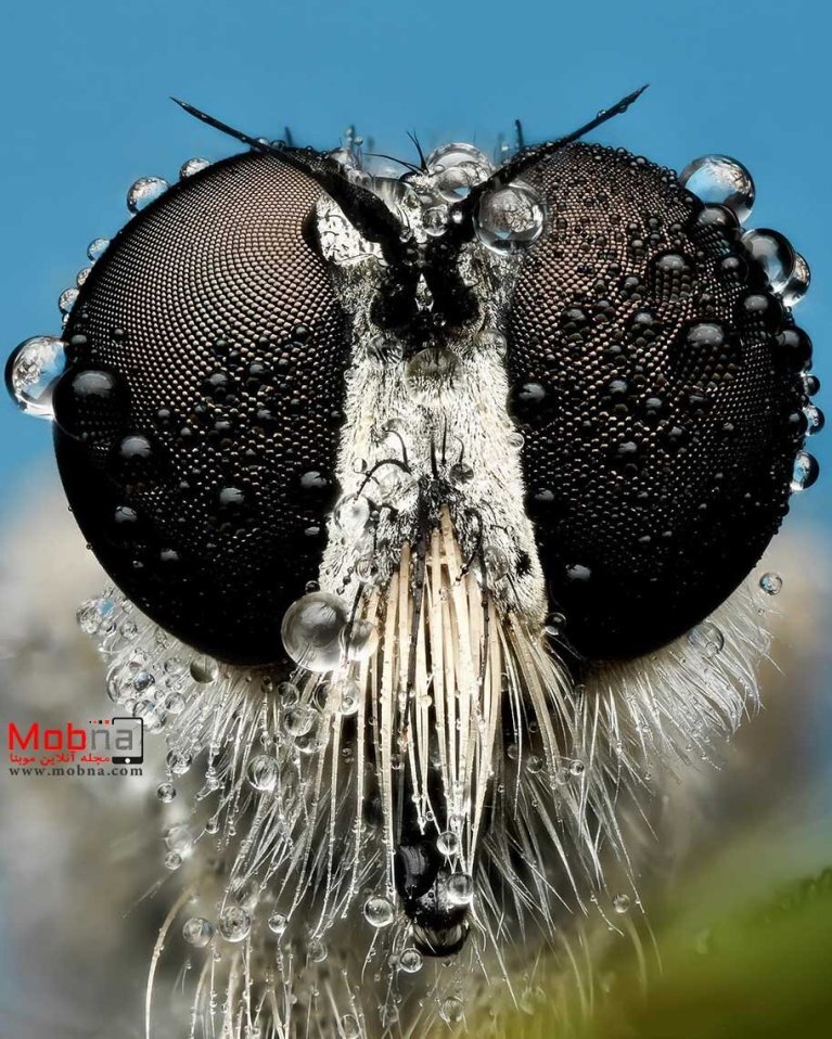 عکس | مگسی که راهزنی می‌کرد در دام دوربین‌ها افتاد