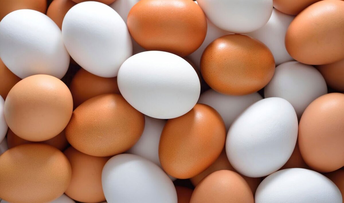 آیا هر روز باید تخم مرغ بخوریم ؟