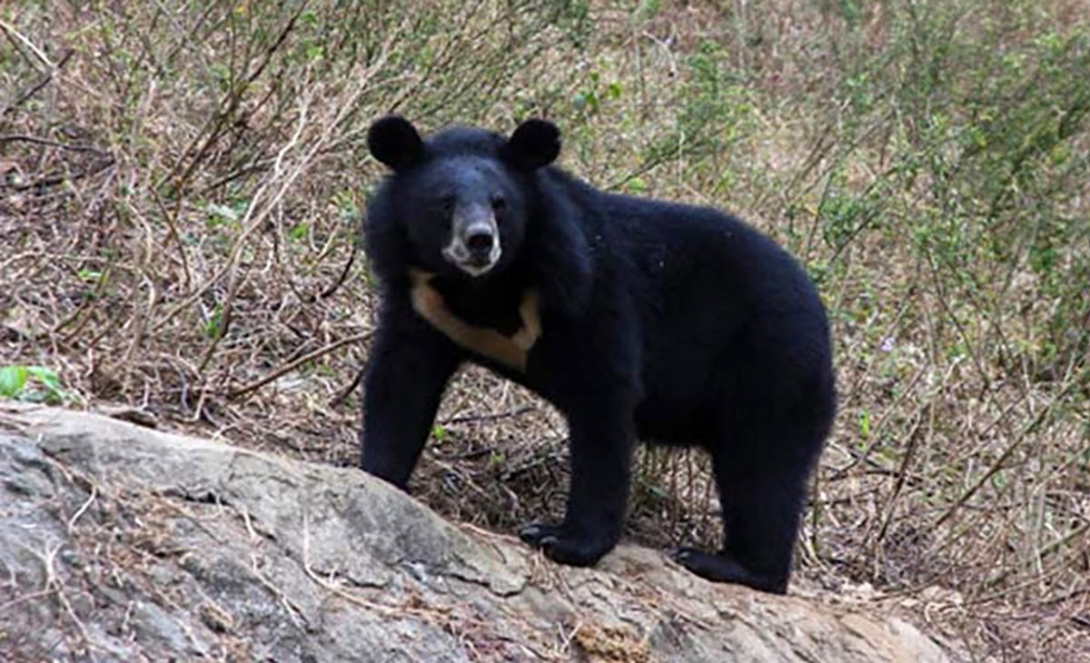حمله یک خرس سیاه به زن روستایی