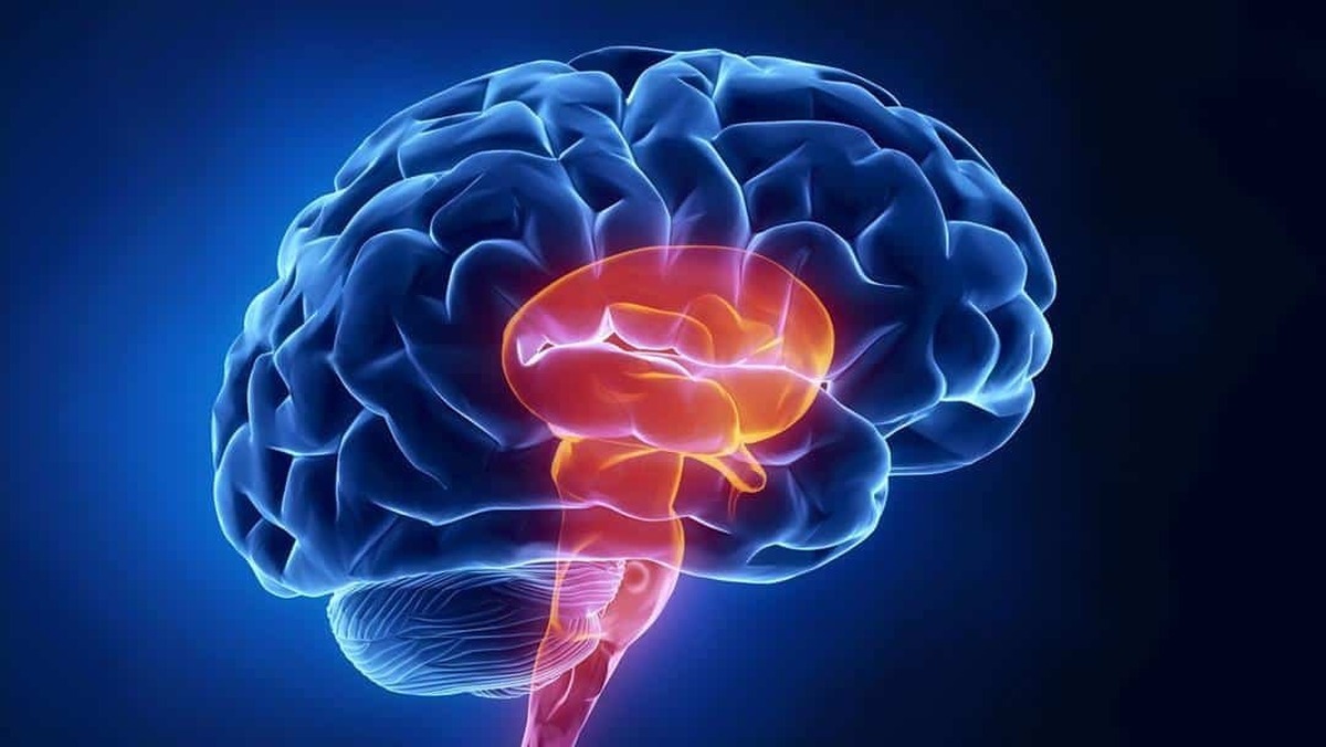 تاثیر غذاهای چرب بر سلول‌های مغز و حافظه انسان