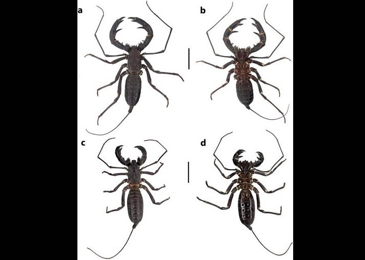 مراقب این حشرۀ ترسناک با دم اسیدی باشید