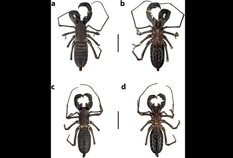 مراقب این حشرۀ ترسناک با دم اسیدی باشید