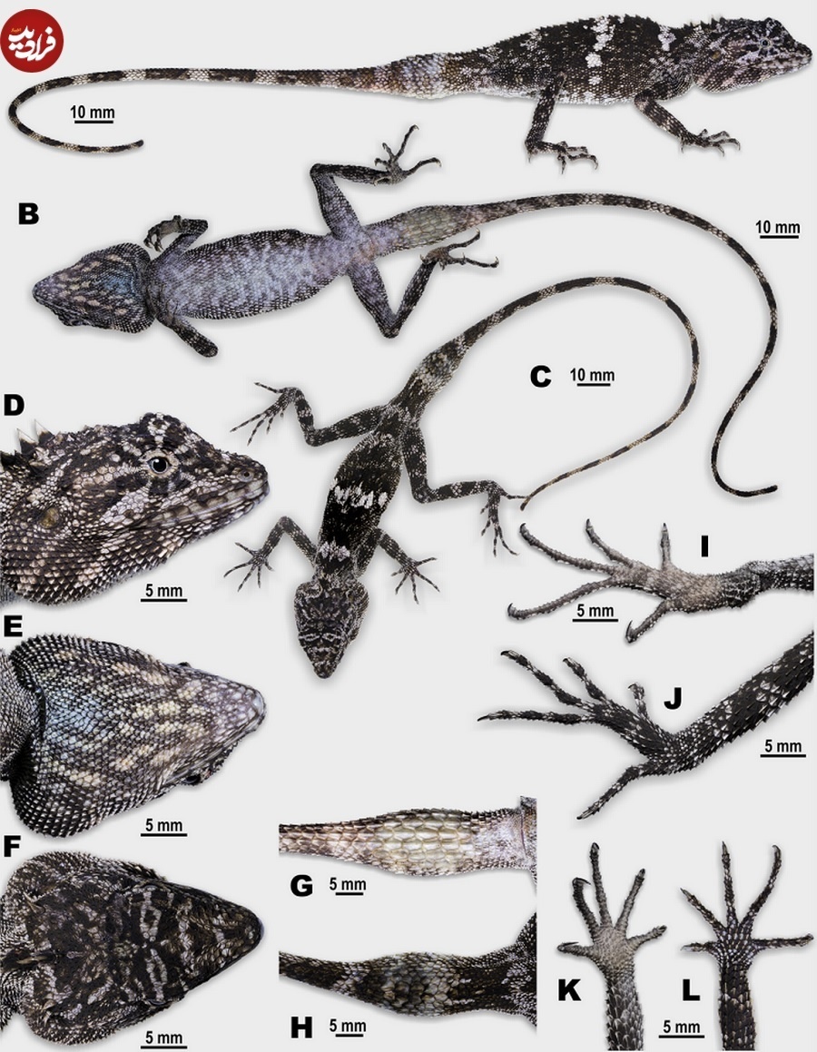 عکس | شناسایی یک اژد‌های ۳۰ سانتیمتری