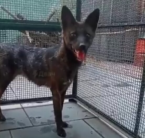 تصویری از یک حیوان عجیب و جدید در برزیل تصویری از یک حیوان عجیب و جدید در برزیل