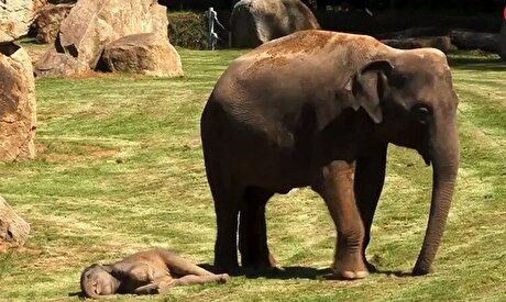 ویدیو | تلاش عجیب یک فیل برای نجات فرزندش از مرگ