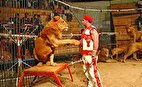 حمله شیر به مربی سیرک در چین