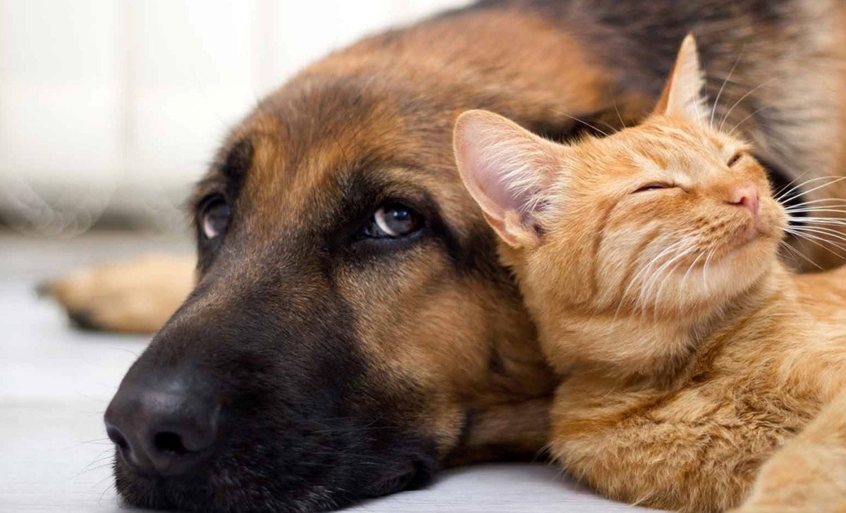 ویدیو | عذرخواهی عاشقانه یک گربه از سگی غول پیکر