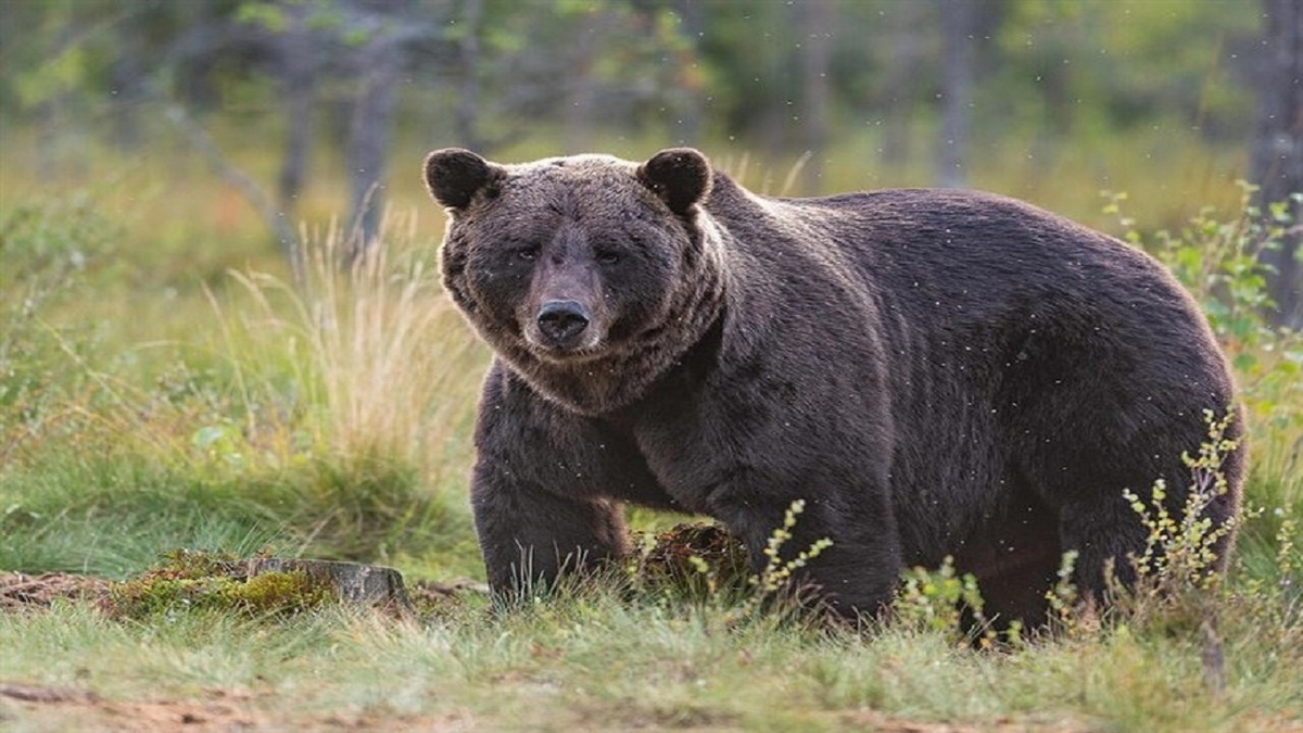 حمله هولناک خرس قهوه‌ای به سه نفر از اهالی یک روستا | مصدومان از ناحیه سینه و دست و پا زخمی شدند