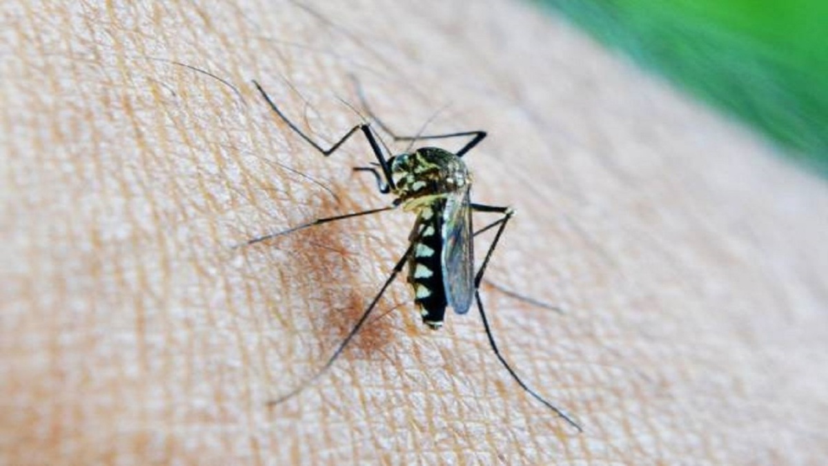 ویدیو | وقتی پشه مالاریا شما را نیش میزند چه اتفاقی در بدن می‌افتد؟