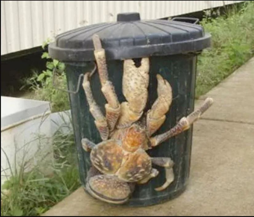 عکس | خرچنگی که می‌تواند تا یک‌متر رشد کند