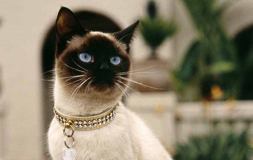 عکس | گربه عجیبی که رنگ عوض می‌کند!