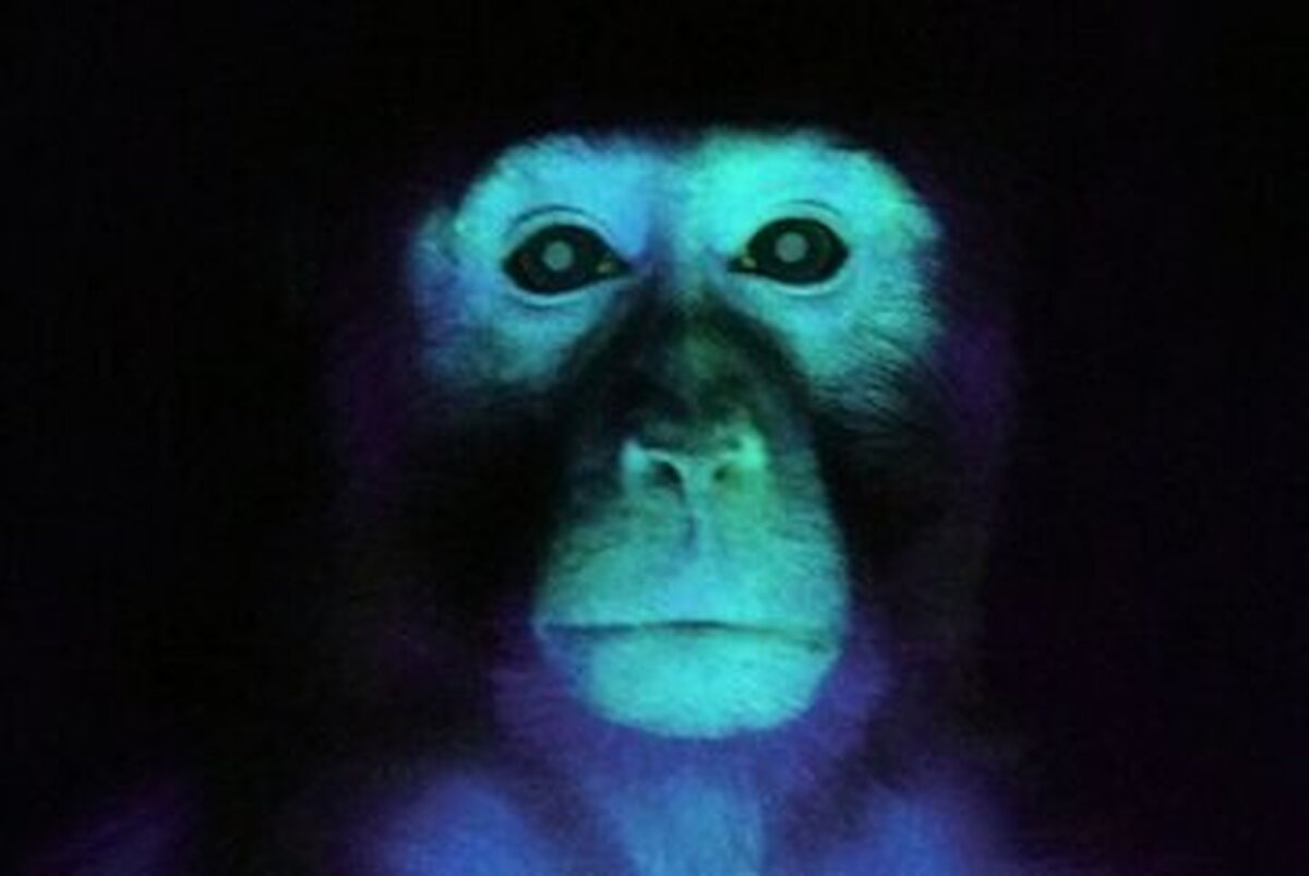 عکس | تولد میمونی عجیب با کمک سلول‌های بنیادی