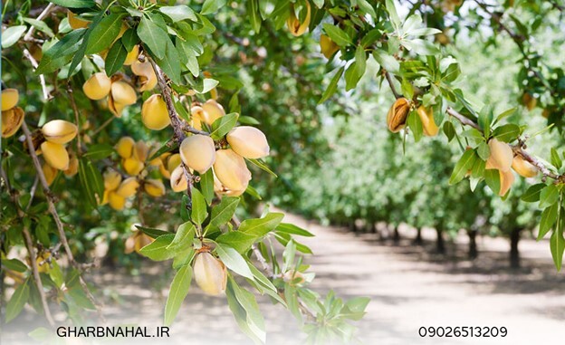 زمان مناسب کاشت نهال بادام و خرید آن زمان مناسب کاشت نهال بادام و خرید آن